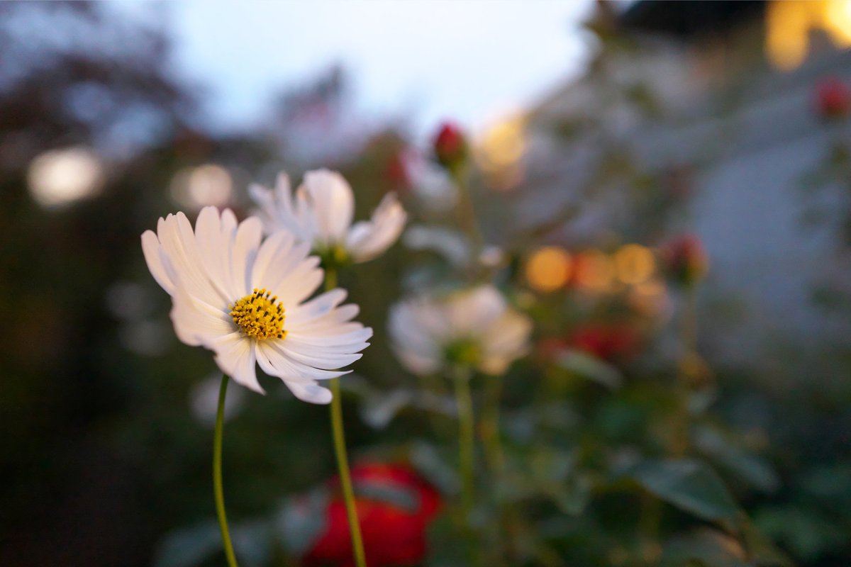 3150taka88's tweet photo. 21/10/24@横浜イングリッシュガーデン②
薔薇は終わりかけていたのでほかの花はどうかな?
#横浜イングリッシュガーデン
#OLYMPUS
#E30(1.3)
#ZUIKO_DIGITAL 35mmF3.5MACRO(1.3)
#LeicaQ(2.4)
#Type116 https://t.co/YJdsUWwGhn