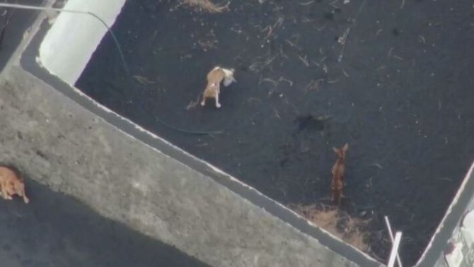 3CatInfo's tweet photo. Embolic amb els gossos de La Palma i les suposades primeres imatges després del rescat
https://t.co/HrBLalXezd https://t.co/XZpMyMARoW