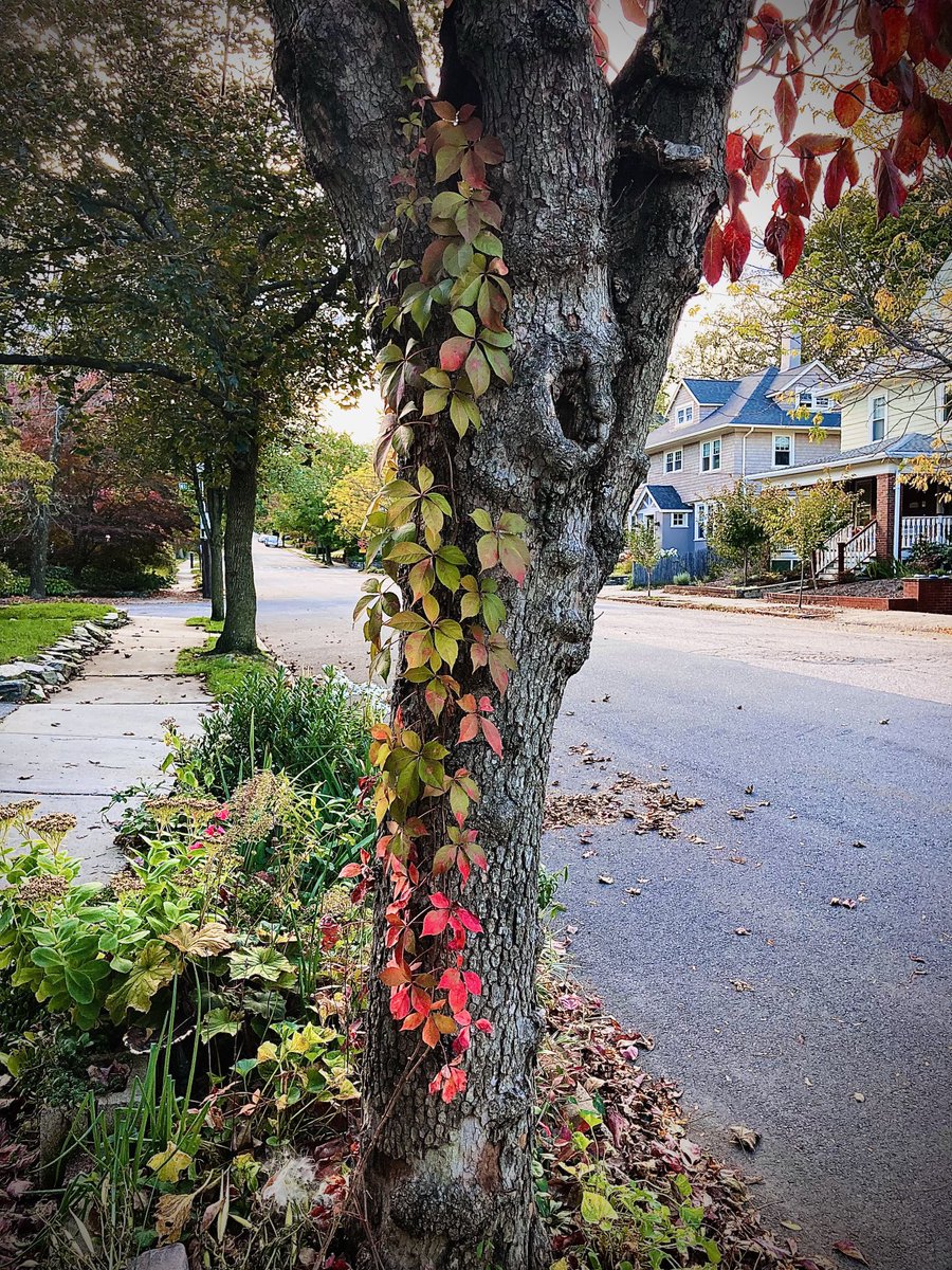 kristinhersh's tweet photo. morning xo https://t.co/lj6w3Ve0yZ