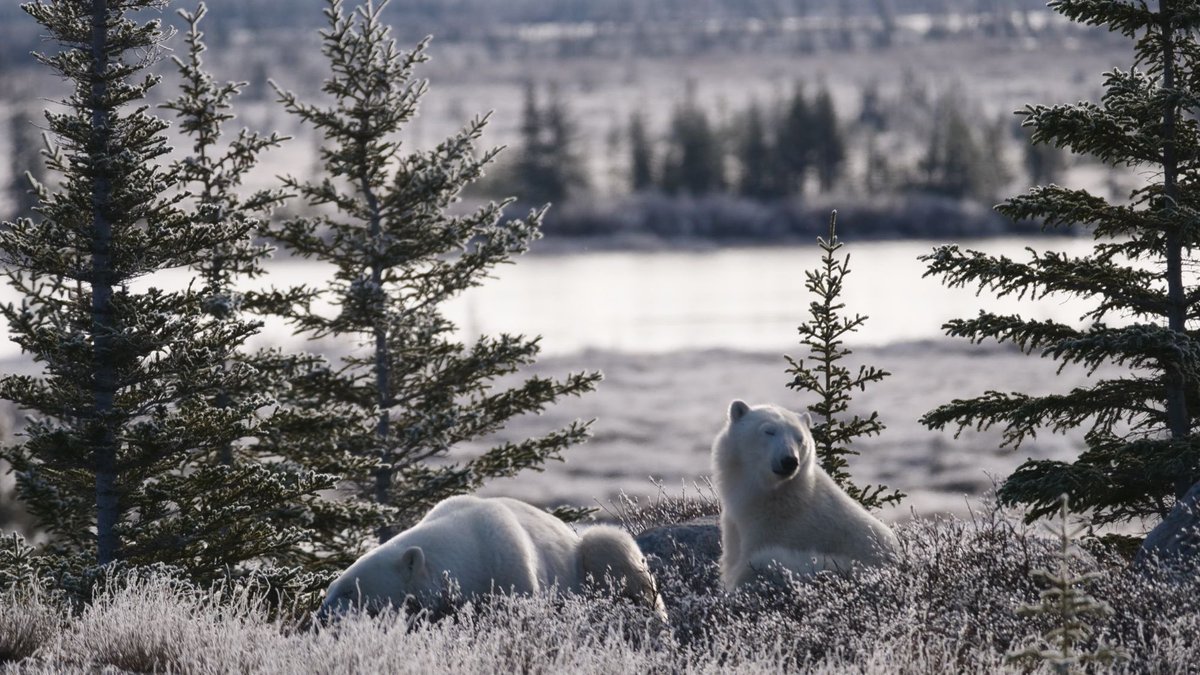 PolarBears's tweet photo. #UpdateFromChurchill: It was a frosty morning in Churchill! The bears had a snoozy start to the day, and a fogbow was spotted at the airport! 🐻‍❄️🌬 https://t.co/3XfFmeDJYi