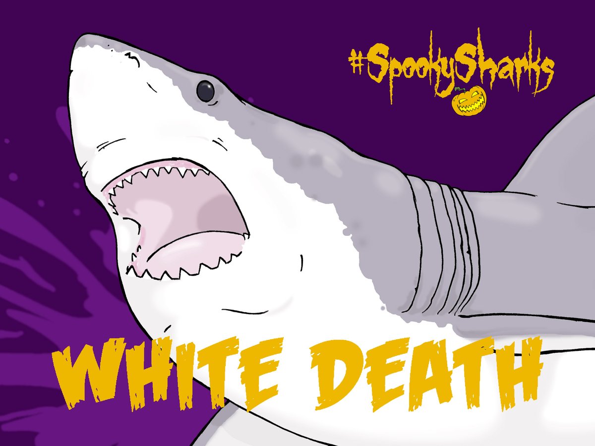 LivingWorldEdu's tweet photo. The great white has many names from white pointer to the sinister sounding "WHITE DEATH"
#SpookySharks
#halloween2021 #sharks #goblin #jaws #spooky #spookyseason @A_WhiteShark @GillsClub @Sharks4Kids @FinlayPringle https://t.co/F1wBnXmCHe