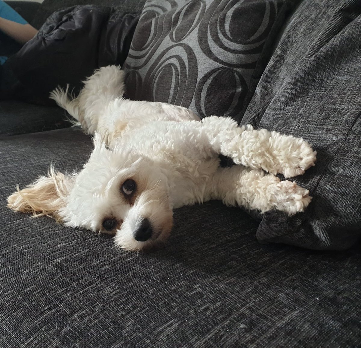 miacecilia's tweet photo. @janefisherevans He’s gorgeous! Maisie looks forward to meeting him soon! 😃 https://t.co/LOfBSX222L