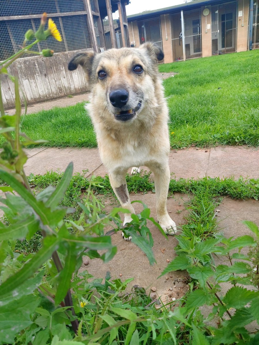 AnimalWythall's tweet photo. Poor resident Mango had to have another trip to the vets this week. He has been diagnosed with spondylitis (a degenerative spinal condition) and arthirits.
For now he is quite happy and you wouldn't know there was much wrong!  We are hoping to manage his condition with medication https://t.co/xi3vyurSuz