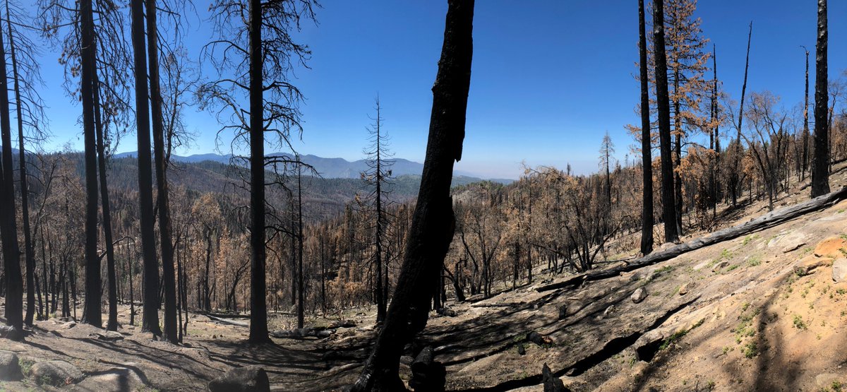 evilanova's tweet image. After looking at the 2021 data from Mount Home DF, we found that from a total of 448 trees (in 36 plots) that were alive in 2019, 𝟓𝟎% 𝐰𝐞𝐫𝐞 𝐜𝐨𝐦𝐩𝐥𝐞𝐭𝐞𝐥𝐲 𝐤𝐢𝐥𝐥𝐞𝐝! by the #CastleFire of 2020, with other 16% severely damaged. Clearly not the type of fire we need 🔥