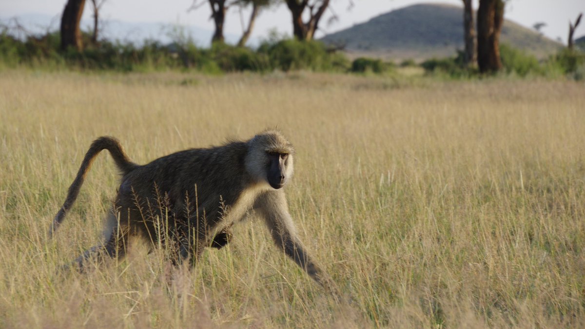 <a href="/ArchieLab/">Archie Lab</a> is searching for a new PhD student! If you are interested in microbiome dynamics, social behavior, or both, get in touch. We ❤️ ecology🌿evolution 🧬behavior 🐵 microbes🦠!