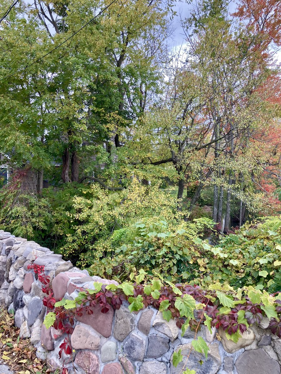 JohnMoralesTV's tweet photo. Somehow @ariodzernbc6 and I managed to holiday in the same area at the same time, and failed to properly coordinate meeting up. But the #FingerLakes had plenty for all, as did my alma mater.
#GloriousToView #IthacaIsGorges #Cornell #Waterfall https://t.co/gfh1qqCM4H