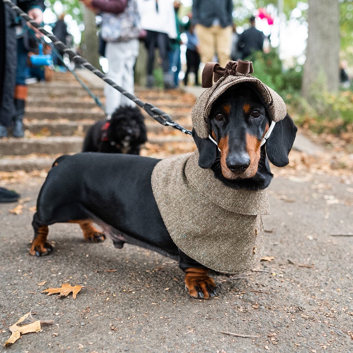 thedogist's tweet photo. Alfie aka Sherlock Bones, Dachshund, Tompkins Square Halloween Dog Parade, New York, NY • “He’s solving the case of the purloined pup. The game's afoot! Release the hound!” https://t.co/myvACUyqNP