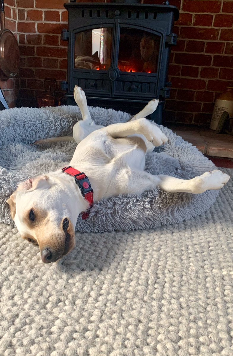 JonLarner's tweet photo. We should all be a bit more dog! https://t.co/Ai78raWotP