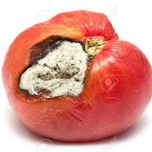 гнилые помидоры во сне. гнилые помидоры во сне. гнилой помидор. фото гнилых помидоров на весах. гнилой помидор.
