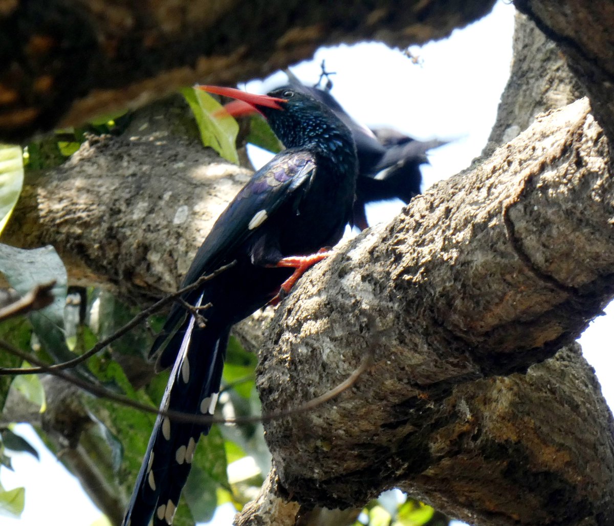 kumikokomatsuba's tweet photo. #greenwoodhoopoe #woodhoopoe #hoopoe #ミドリモリヤツガシラ #モリヤツガシラ #ヤツガシラ #birding #birdwatching #birdingafrica #birdpair #birdlover #birds #legonbotanicalgardens #accra #ghana #africa #バードウォッチング #野鳥 #野鳥撮影 #鳥 #レゴン #アクラ #ガーナ #アフリカ https://t.co/u9MvhHp1iF