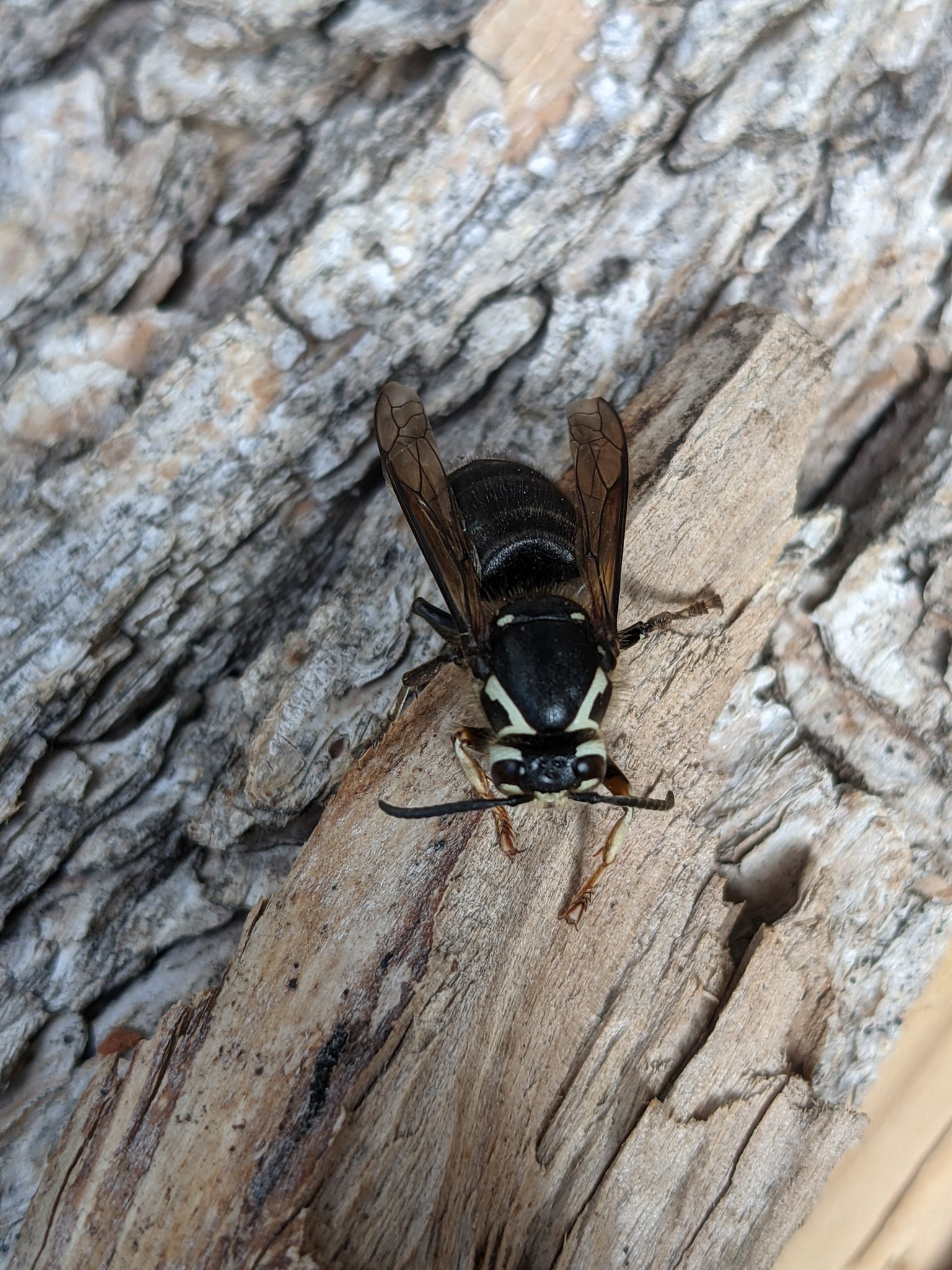 Queen Black Wasp