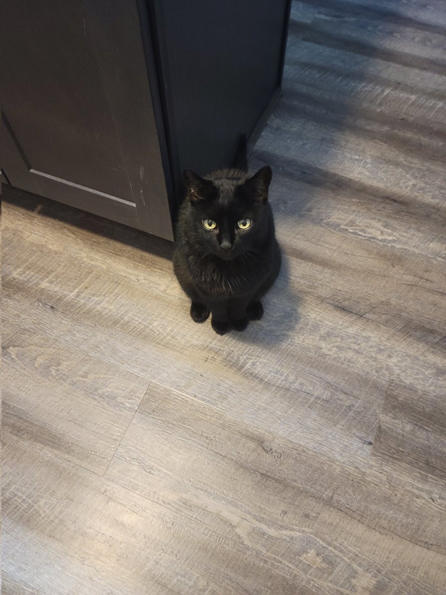 I am told it was 10 years ago today I adopted this assclown. He was about 4 months old at the time.