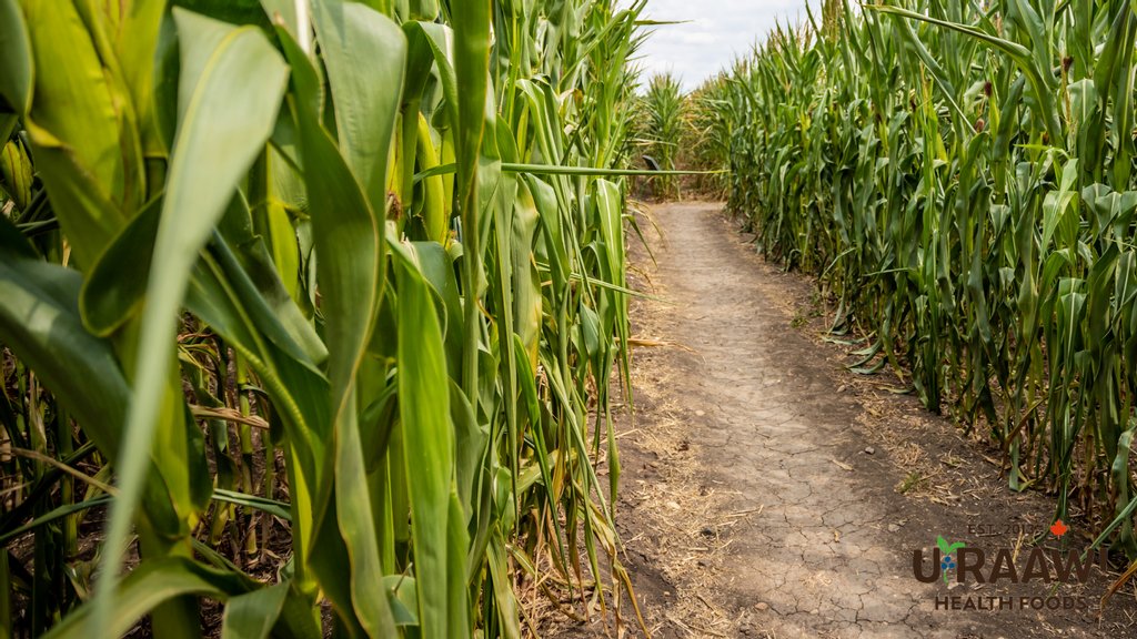 URaaw's tweet photo. Another Sunday, another family day! 

There are lots of corn mazes up this time of year, some are even haunted... 🌽

What's your plan today?

#healthyeating #cleaneating #eatclean #nutrition #fitfood #wholefoods #plantbased #veganlife #vegansofig #veganfood #whatveganseat https://t.co/w63jhmrMZM