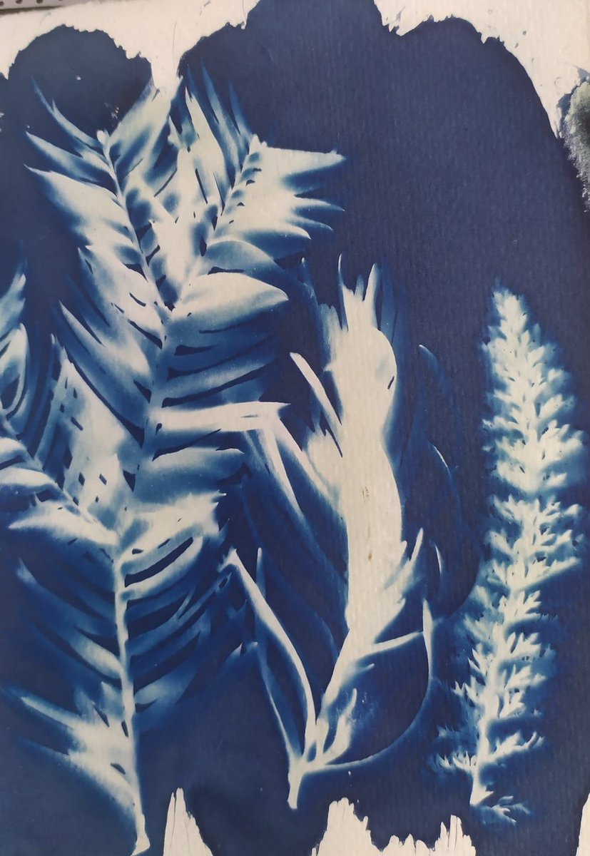 Running a free cyanotype workshop in our community garden <a href="/MAXinfo_Dundee/">The MAXwell Centre</a> Friday 29th 1-3 Couple of places left!