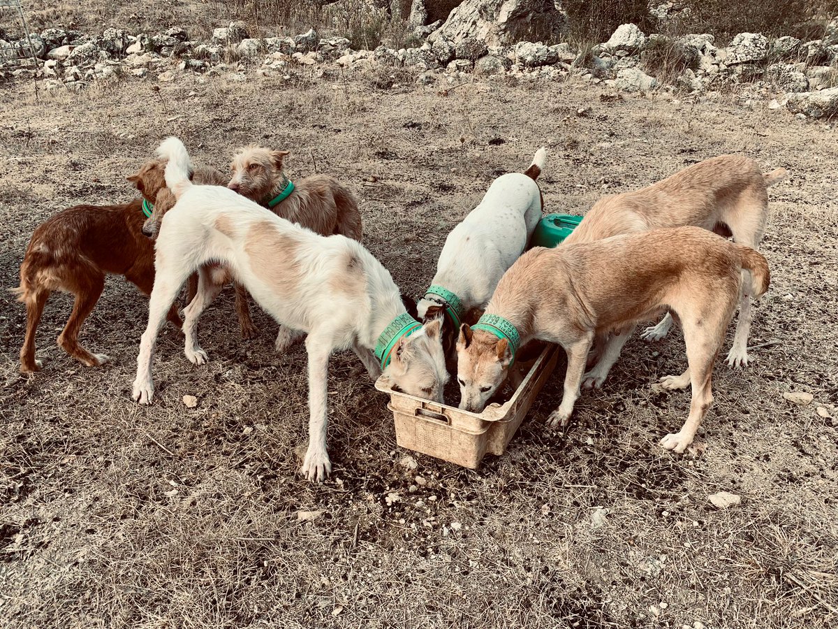 Nuestro socio @imagehunter87 nos comparte esta imagen de estos guerreros reponiendo fuerzas!

#caza
#cazadoresenYouTube