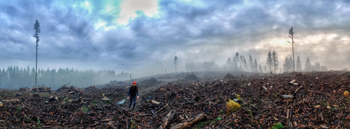 sed's tweet photo. Walking home. Seen while hiking. #landscape #fog #foggy #cloudscape #fogscape #clearcut #slash #postapocalyptic #kid #teenager #hiker #hike #hiking #beavercreekoregon https://t.co/HnqhYN5pel