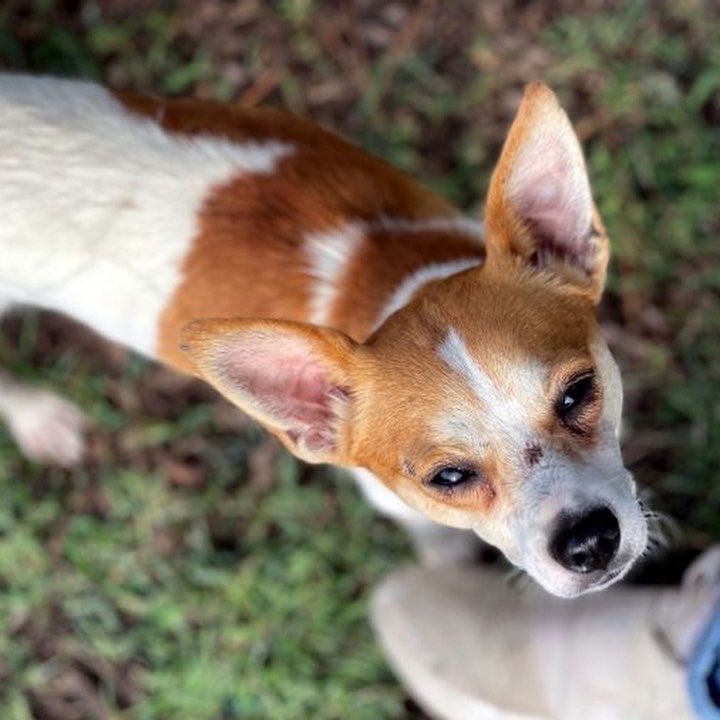 save2lives13's tweet photo. MEET STRING BEAN ➡️ https://t.co/tJNjfd8kqS https://t.co/Wh6myD4B1j