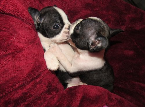 JaymieHobdy's tweet image. Happy 6th Birthday too 2 of my favorite boys, Opie and Django! Momma loves you both forever. 🎉🎂🎁🎊🎈#stopaging #bostonmommaforever