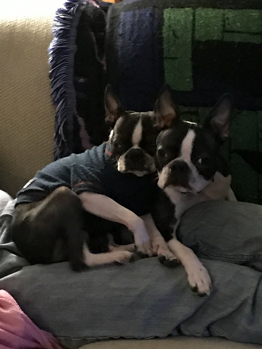 JaymieHobdy's tweet image. Happy 6th Birthday too 2 of my favorite boys, Opie and Django! Momma loves you both forever. 🎉🎂🎁🎊🎈#stopaging #bostonmommaforever