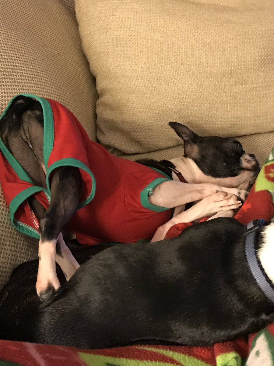 JaymieHobdy's tweet image. Happy 6th Birthday too 2 of my favorite boys, Opie and Django! Momma loves you both forever. 🎉🎂🎁🎊🎈#stopaging #bostonmommaforever