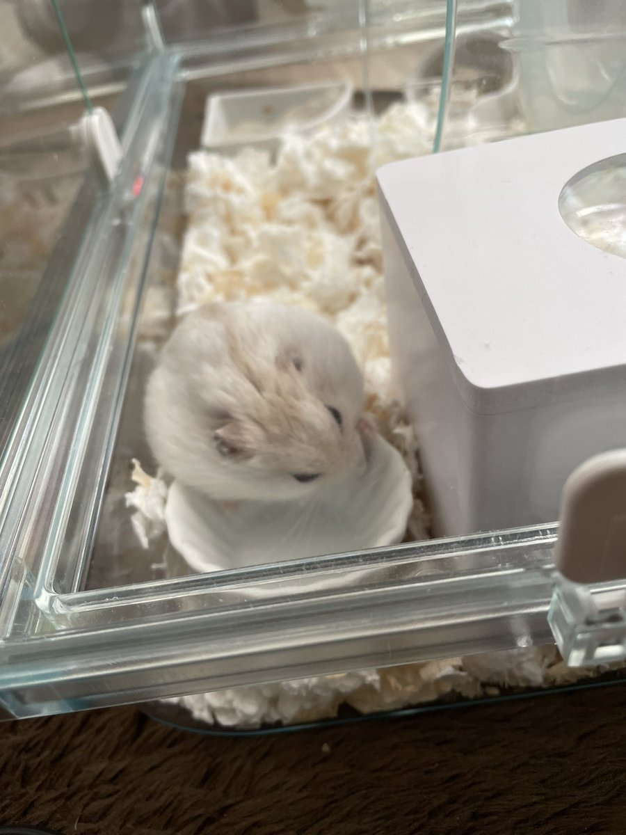 s1__s10's tweet photo. 仕事に疲れて餅を飼った https://t.co/VgNTsOjvhe