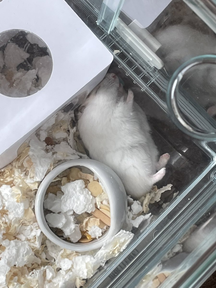 s1__s10's tweet photo. 仕事に疲れて餅を飼った https://t.co/VgNTsOjvhe