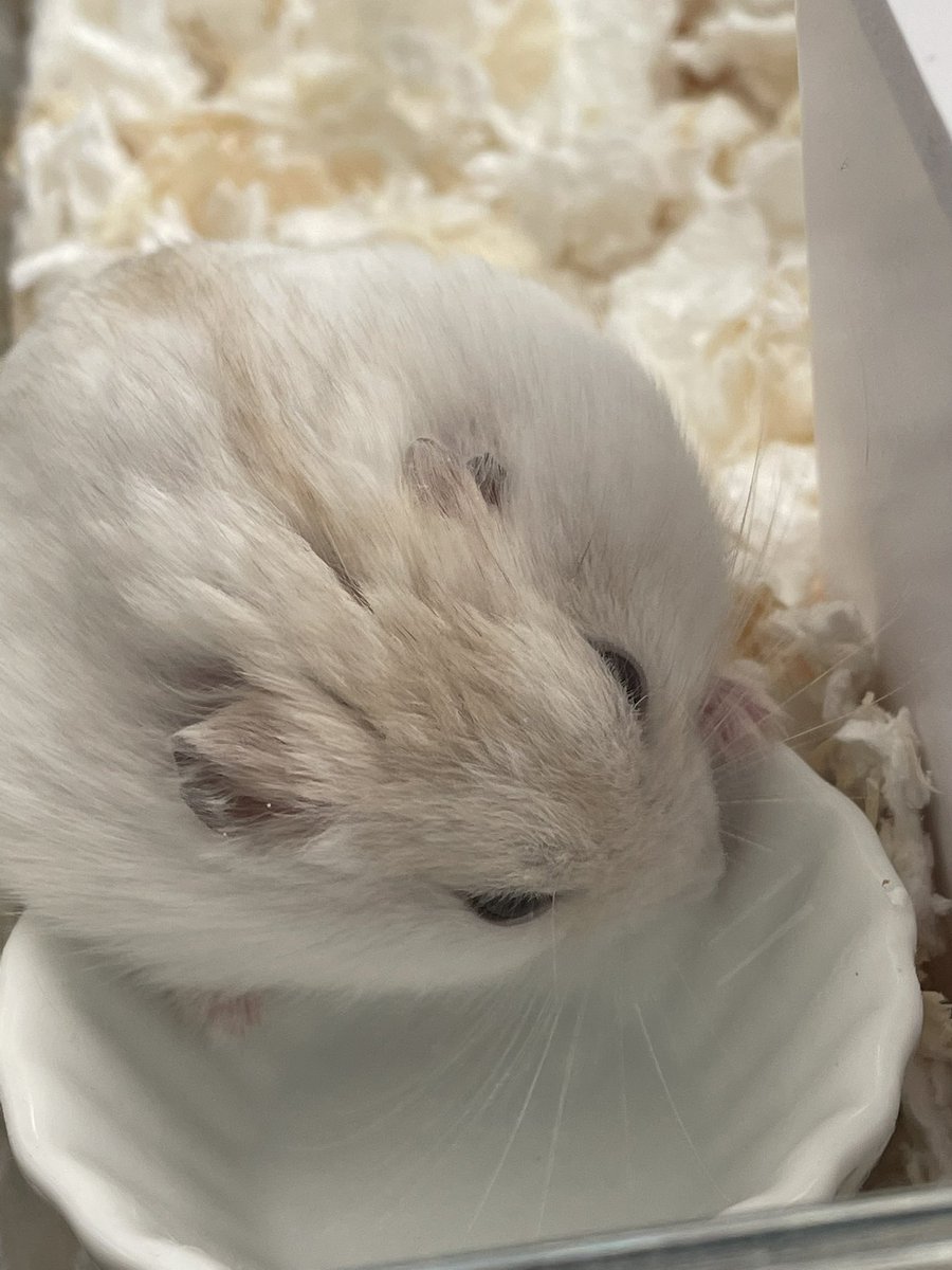 s1__s10's tweet photo. 仕事に疲れて餅を飼った https://t.co/VgNTsOjvhe