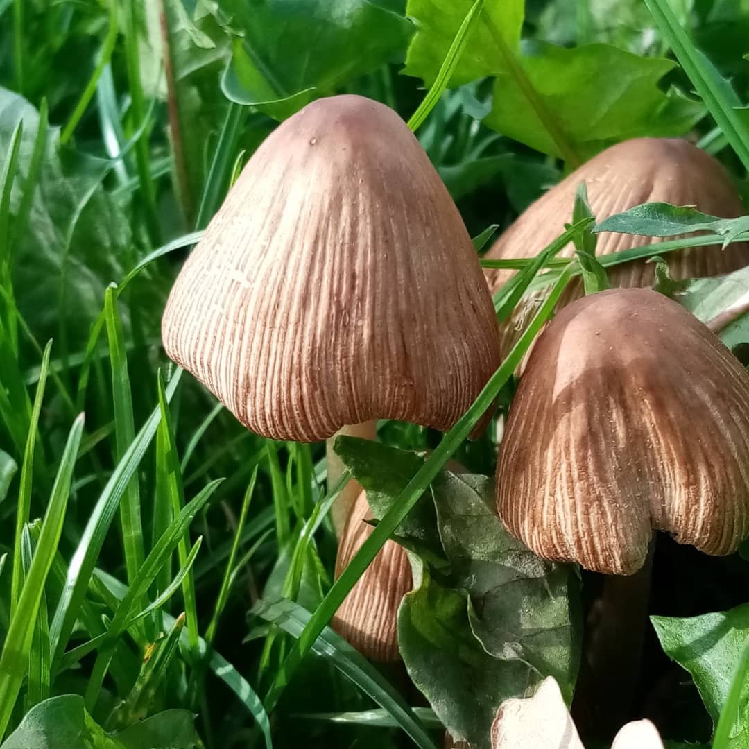 keeleyfibreart's tweet image. Art inspiration a short walk from my house. #weekley #weekleychurch #graveyard #toadstool #autumn #japaneselantern #colours #sketchbookideas #plants #nature