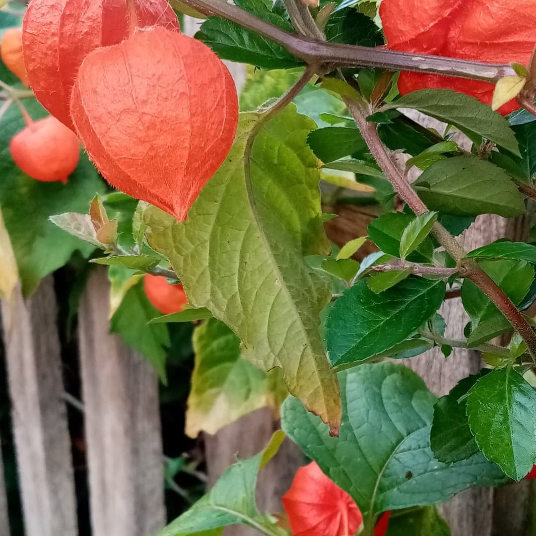 keeleyfibreart's tweet image. Art inspiration a short walk from my house. #weekley #weekleychurch #graveyard #toadstool #autumn #japaneselantern #colours #sketchbookideas #plants #nature