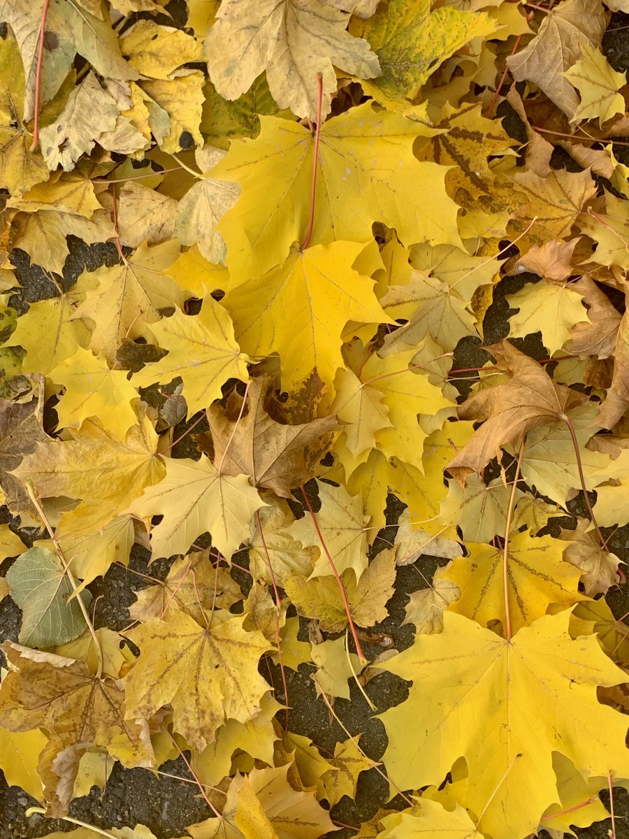 RobertaGasperi1's tweet photo. Giallo #autunno https://t.co/JdJTvP1J7D