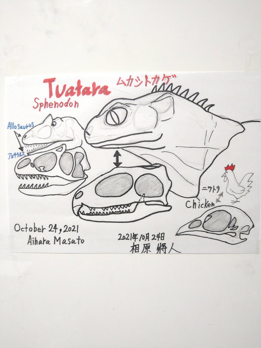 zpa28ma55ma1's tweet photo. 🦎🐔🦖【Tuatara/Sphenodon】 and 【Chicken】 and 【Allosaurus】🦎🐔🦖 #Tuatra #sphenodon #Chicken #Allosaurus #illust #illustraion #illustrationart #illustrationartists #dinosaurs #dinosaursart #artwork #sketch #art #Aiharamasato #相原將人 #NewYork #Paris #London #Germany https://t.co/yxCHWegEKB