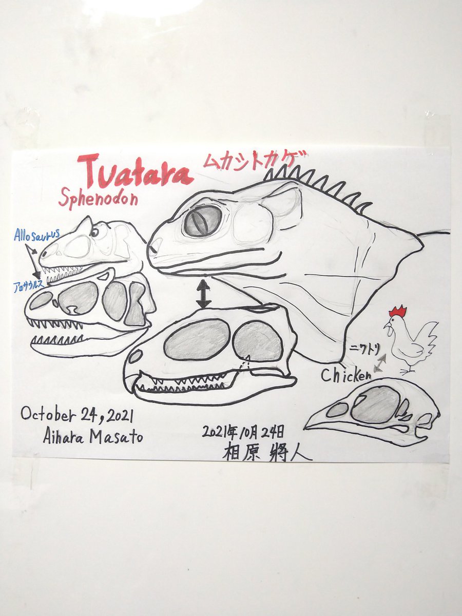 zpa28ma55ma1's tweet photo. 🦎🐔🦖【Tuatara/Sphenodon】 and 【Chicken】 and 【Allosaurus】🦎🐔🦖 #Tuatra #sphenodon #Chicken #Allosaurus #illust #illustraion #illustrationart #illustrationartists #dinosaurs #dinosaursart #artwork #sketch #art #Aiharamasato #相原將人 #NewYork #Paris #London #Germany https://t.co/yxCHWegEKB