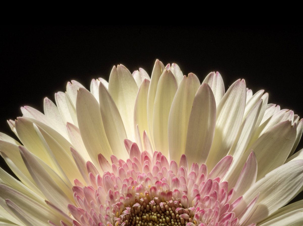 Tommy Boatman (@boatman_tommy) on Twitter photo 