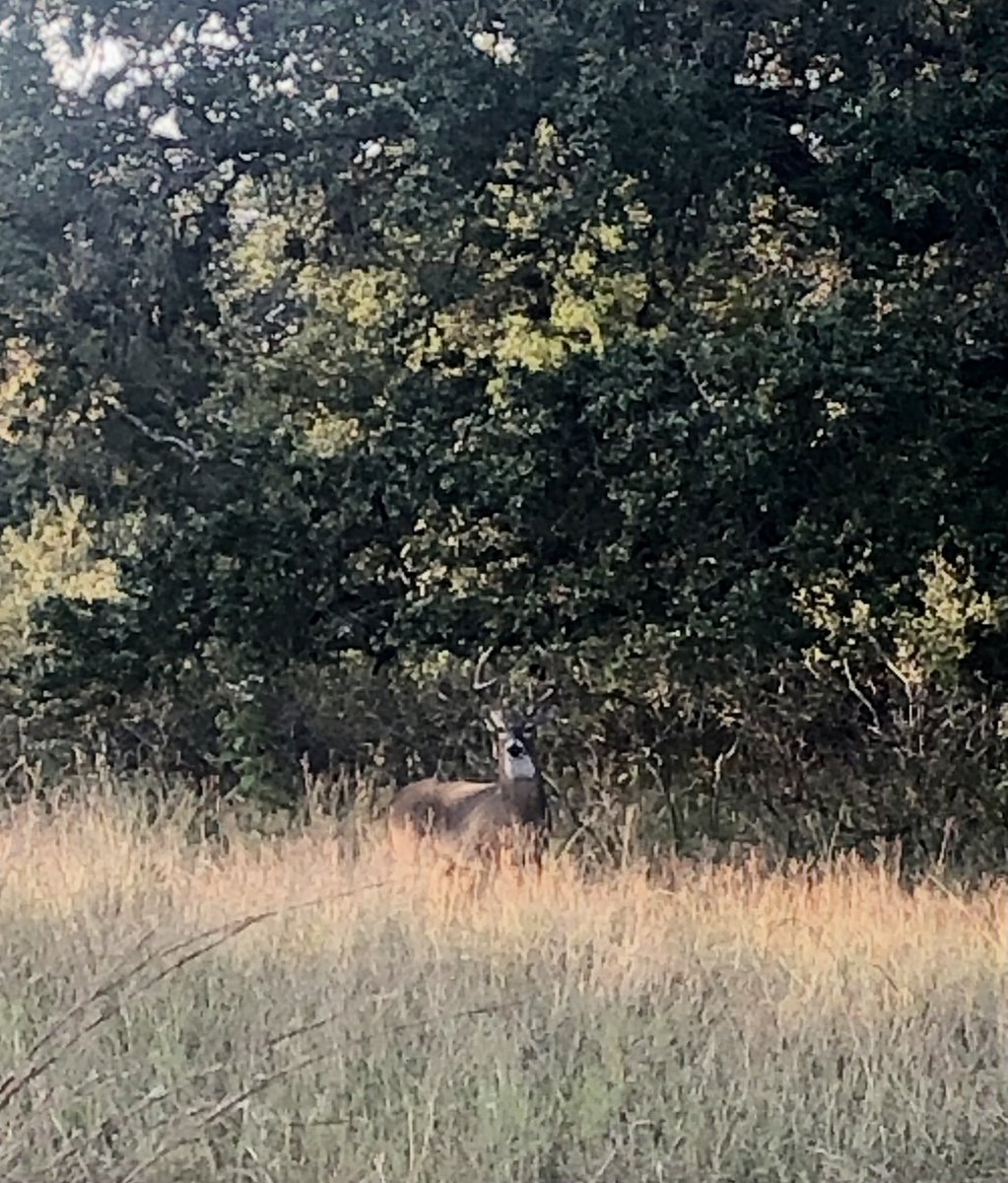 gracefulspoon's tweet photo. Here’s how the “sport” of deer hunting happens in Texas - walking around behind my mom’s place I stumble across an incredible 10pt buck. Then I notice the auto feeder full of deer corn someone placed in the clearing as bait. Then I spot the empty hunting blind 20 yards away. https://t.co/glsnwvXGqY