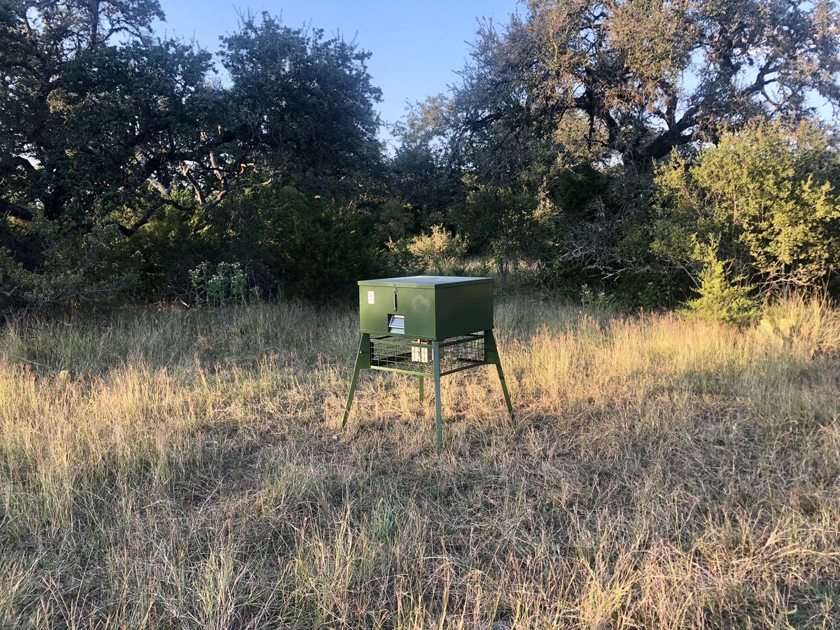 gracefulspoon's tweet photo. Here’s how the “sport” of deer hunting happens in Texas - walking around behind my mom’s place I stumble across an incredible 10pt buck. Then I notice the auto feeder full of deer corn someone placed in the clearing as bait. Then I spot the empty hunting blind 20 yards away. https://t.co/glsnwvXGqY