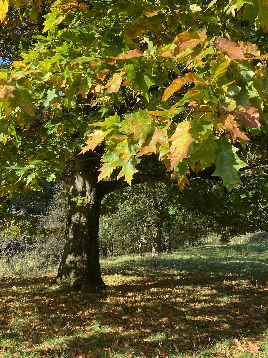 seaparkin's tweet photo. All of course π€£ some leaves are looking especially lovely atm #cromford #willersley #nature #autmnwatch https://t.co/QosJw6xymK