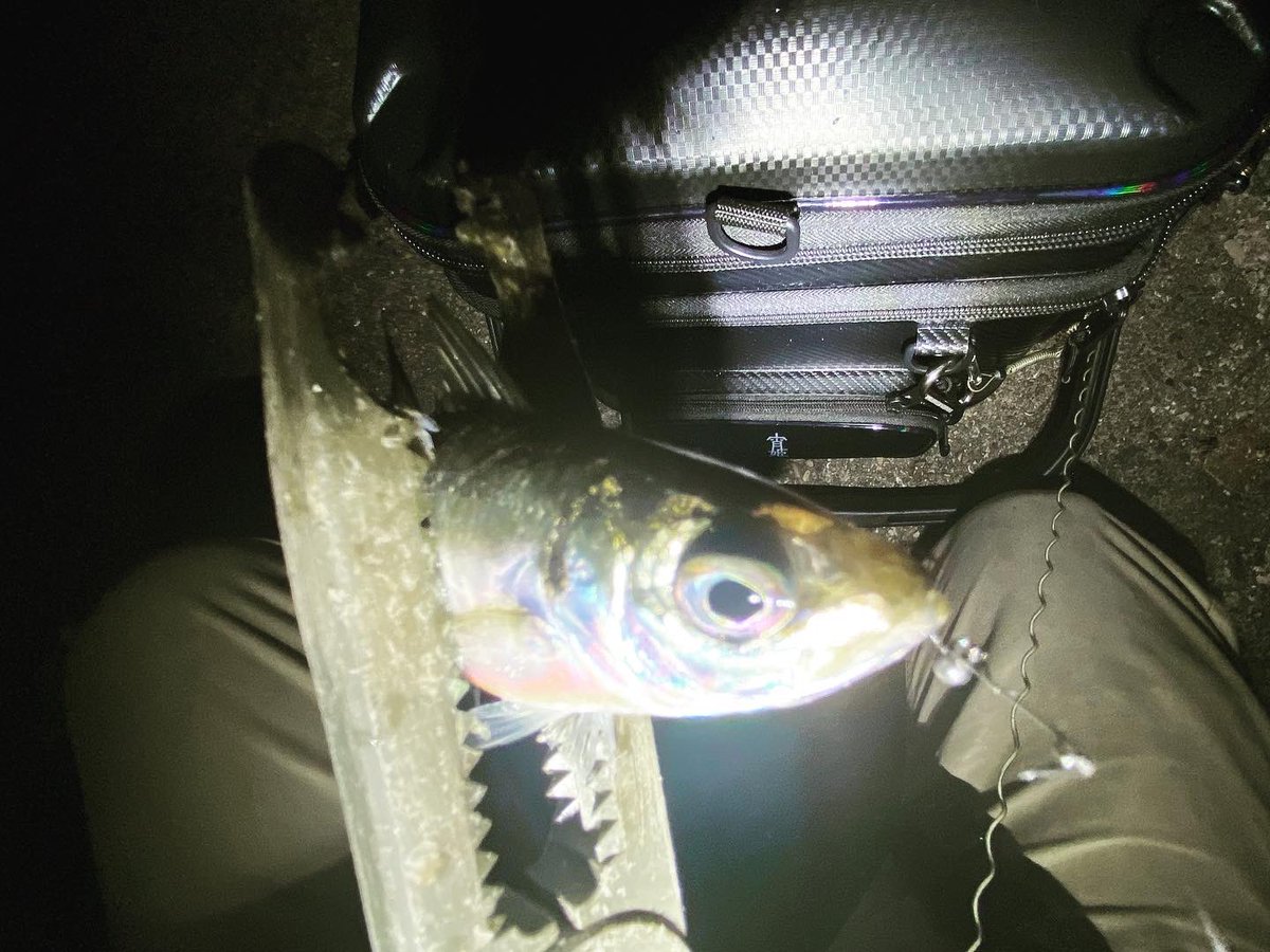 wocadaaa's tweet photo. より良い流れが出てたのに、回遊絡まず、爆釣は出来ず🎣
#釣り #ルアー #ライトゲーム #アジング #土肥富 #マルトフック #no5350 #レンジクロスss #reins #チビアジアダー #luxxe #宵姫華 #宵姫華54fl #ルビアス #tict #cbsスプール #livre #wing72 https://t.co/c7udqnOMH9