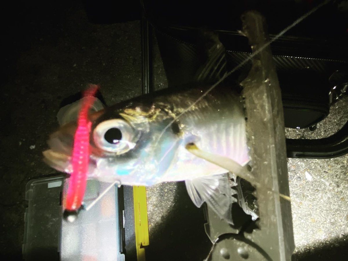 wocadaaa's tweet photo. より良い流れが出てたのに、回遊絡まず、爆釣は出来ず🎣
#釣り #ルアー #ライトゲーム #アジング #土肥富 #マルトフック #no5350 #レンジクロスss #reins #チビアジアダー #luxxe #宵姫華 #宵姫華54fl #ルビアス #tict #cbsスプール #livre #wing72 https://t.co/c7udqnOMH9