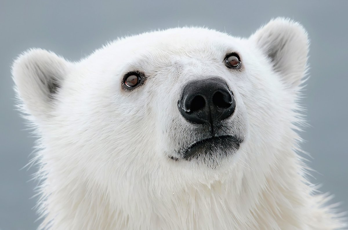 Did you know the 'Big Five' comes from an old, grim term used by trophy hunters in Africa? However, thanks to <a href="/newbig5project/">@newbig5</a>, they've now been recast... 

Meet the New Big 5 of wildlife photography > wanderlust.co.uk/content/new-bi…

📸Dave Sandford