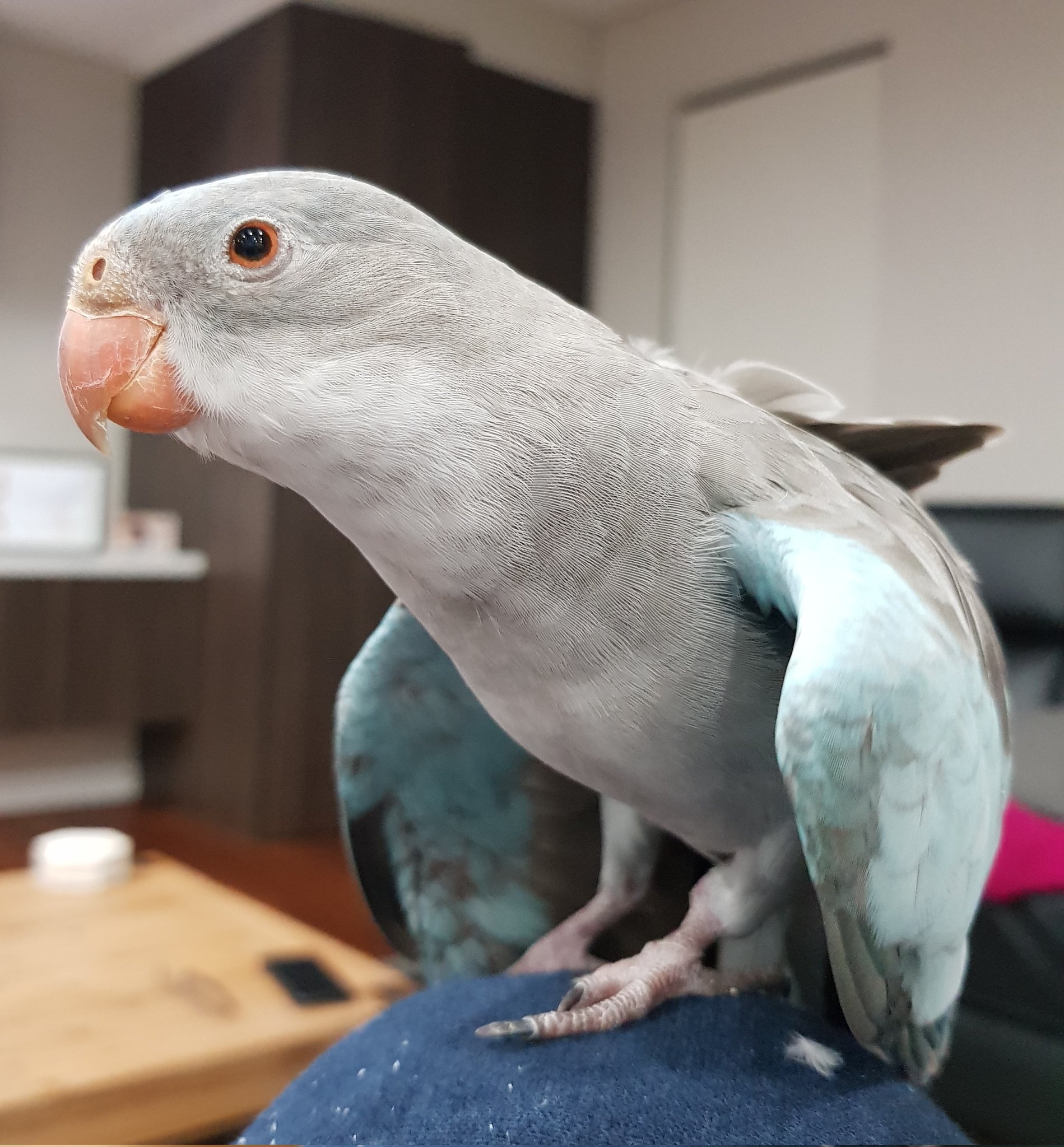 Max The Blue Princess Parrot on X: "Do you know my secret to looking this  good at 23 years old? I practice boga every single day! Here I am doing one  of