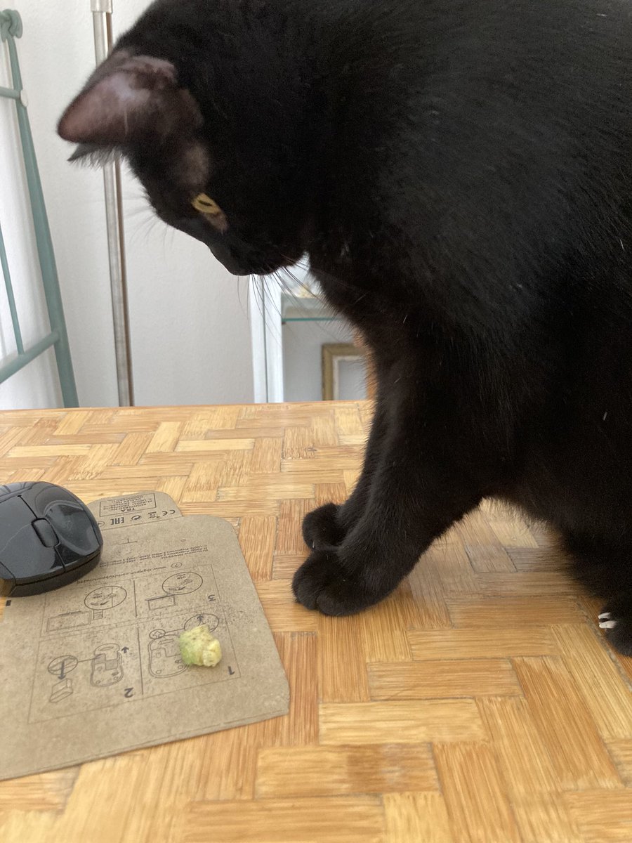 MilaSpicola's tweet photo. Ditemi, ma anche i vostri gatti vanno matti per l’avocado, ve lo rubano dal piatto, ci giocano e se lo mangiano?
#Piluffa https://t.co/mmhKO9GxcQ