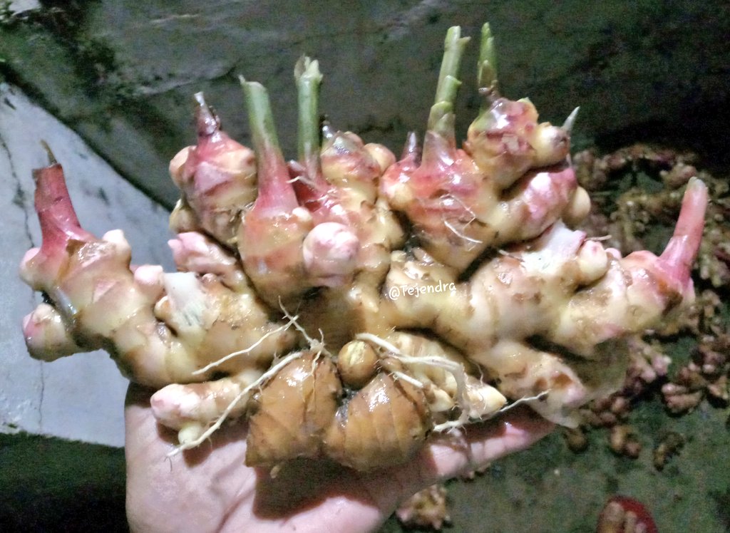 Tejendra_Bajeli's tweet photo. डिमांड अनुसार अदरक की खुदाई।
30-50 gm बीज में 500 gm से अधिक का फल।
#Organicfarming #FarmLife
#Support_Local https://t.co/bhh59rkh60