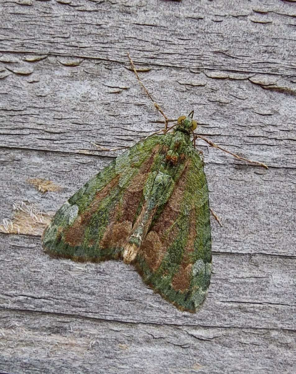 GarybirderNflk's tweet photo. 24 of 10 species last night, December Moth and November Moth both nfy. A late Snout, aswell as the usual autumn greatness. https://t.co/lFSMdkPbZx