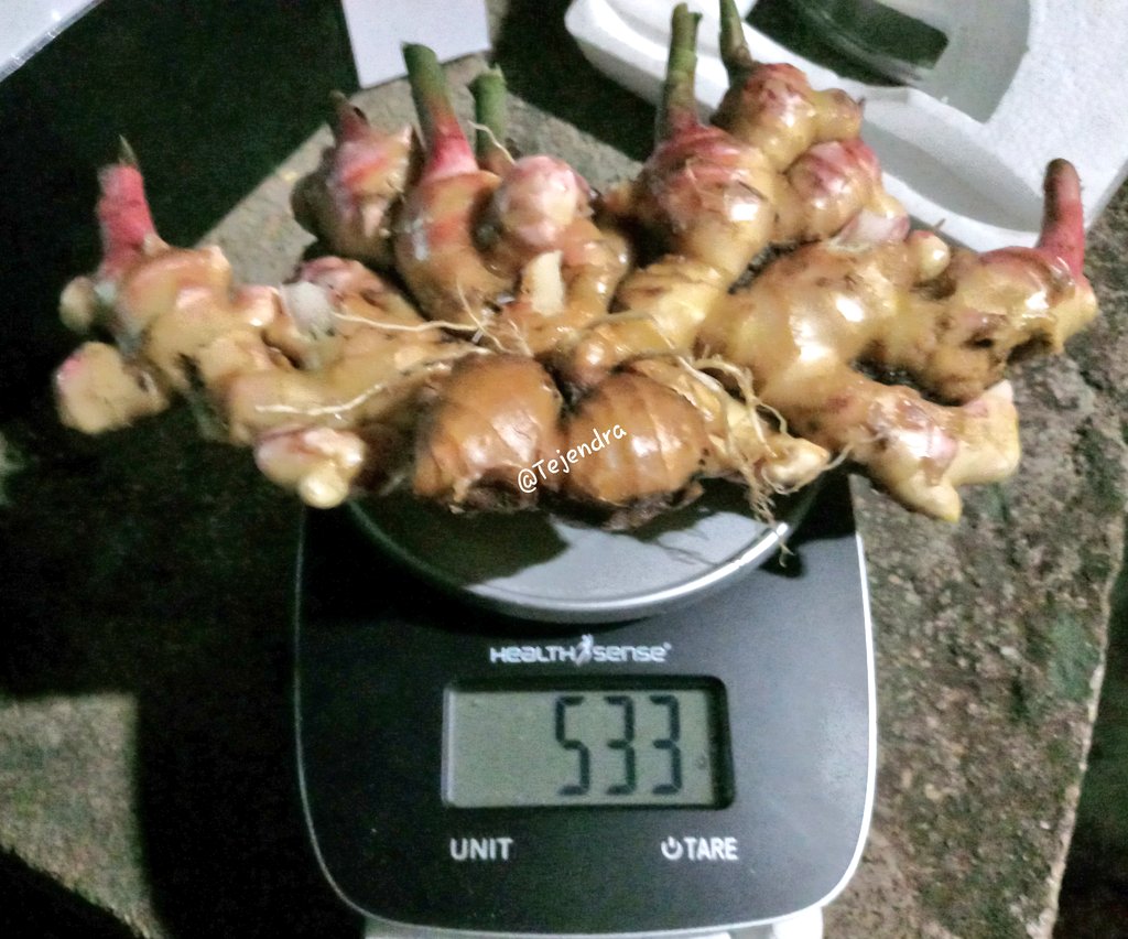 Tejendra_Bajeli's tweet photo. डिमांड अनुसार अदरक की खुदाई।
30-50 gm बीज में 500 gm से अधिक का फल।
#Organicfarming #FarmLife
#Support_Local https://t.co/bhh59rkh60