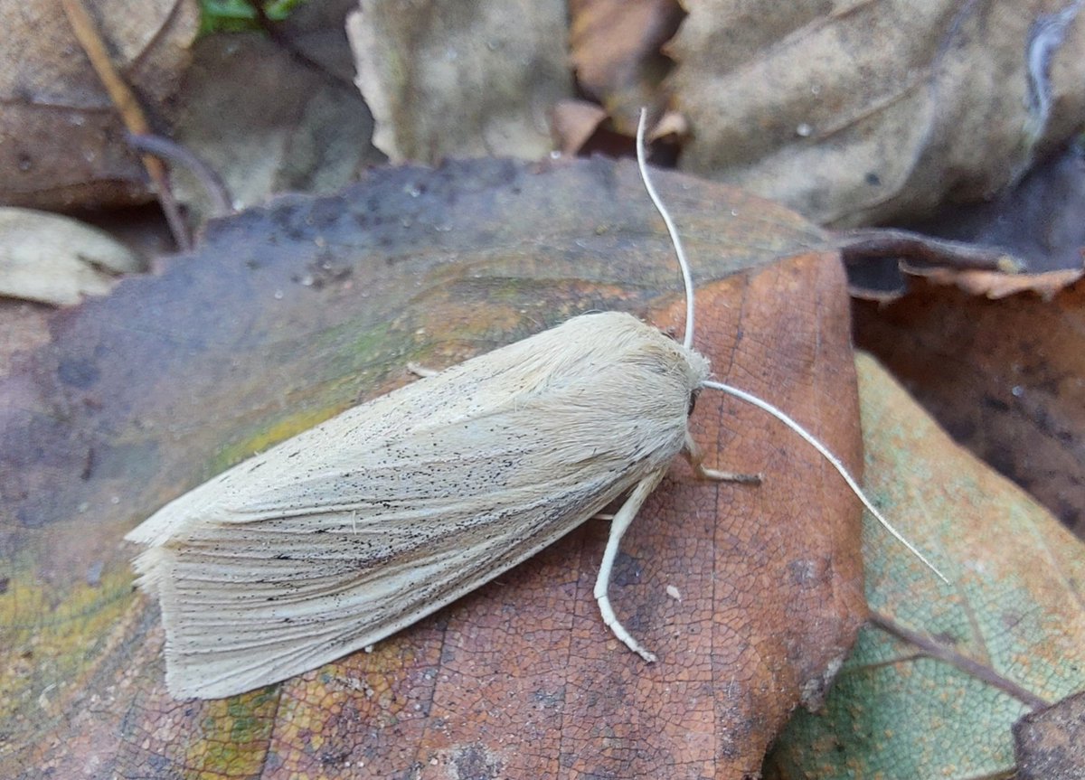 GarybirderNflk's tweet photo. 24 of 10 species last night, December Moth and November Moth both nfy. A late Snout, aswell as the usual autumn greatness. https://t.co/lFSMdkPbZx