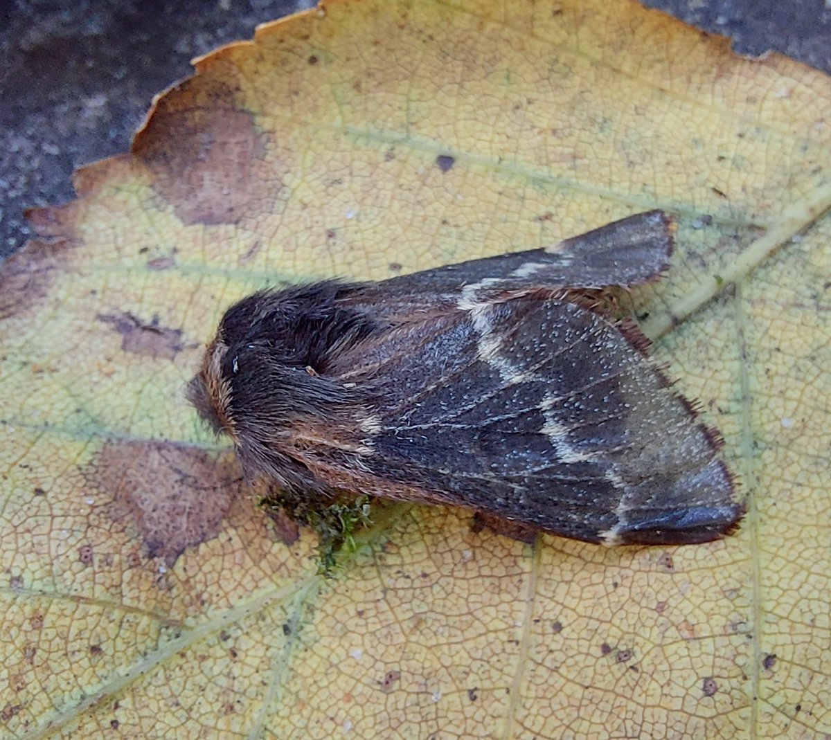 GarybirderNflk's tweet photo. 24 of 10 species last night, December Moth and November Moth both nfy. A late Snout, aswell as the usual autumn greatness. https://t.co/lFSMdkPbZx