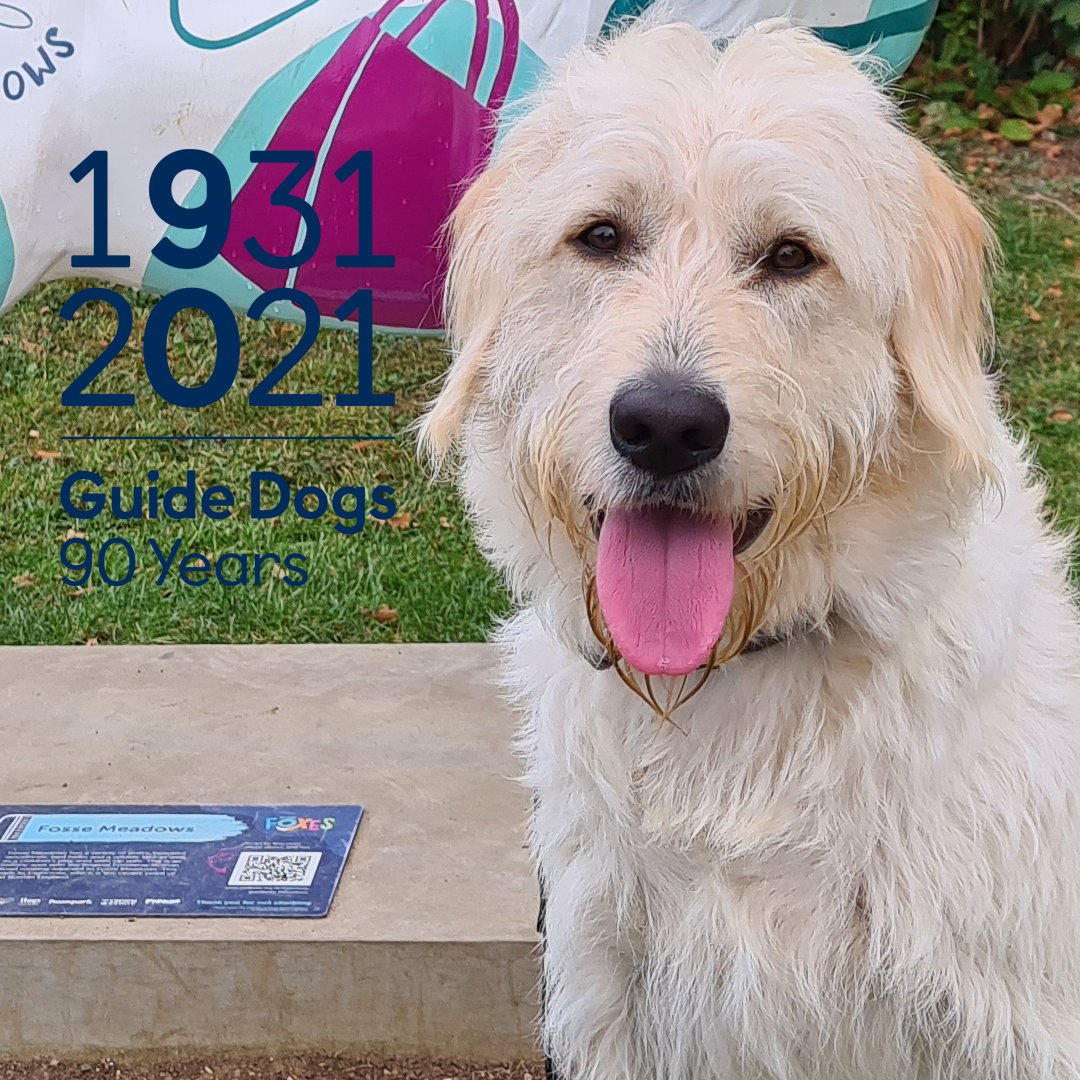 LeicsGuideDogs's tweet photo. Bailey is celebrating #GuideDogs90 as he was bred and trained to be a #hypoallergenic @guidedogs for the #VisuallyImpaired. Thank you to @SPARintheUK #syston for kindly hosting one of our counter-top collecting dogs. #GuideDogsFamily #FollowTheFoxes #FosseMeadows 1/2 https://t.co/DWX71DkD5Z