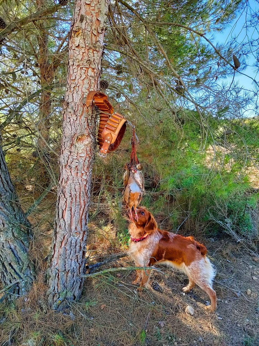 Gran percha que nos comparte nuestro socio @diariodeunesperista donde se puede ver la primera perdiz de su perrita Kira

#caza
#cazadoresenYouTube