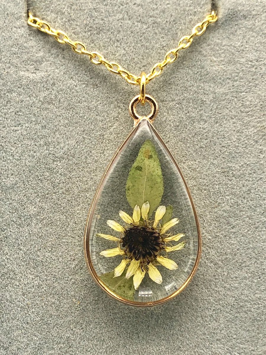 Themysticmeadow's tweet photo. Sunflower 🌻 https://t.co/u3NqId3KbV