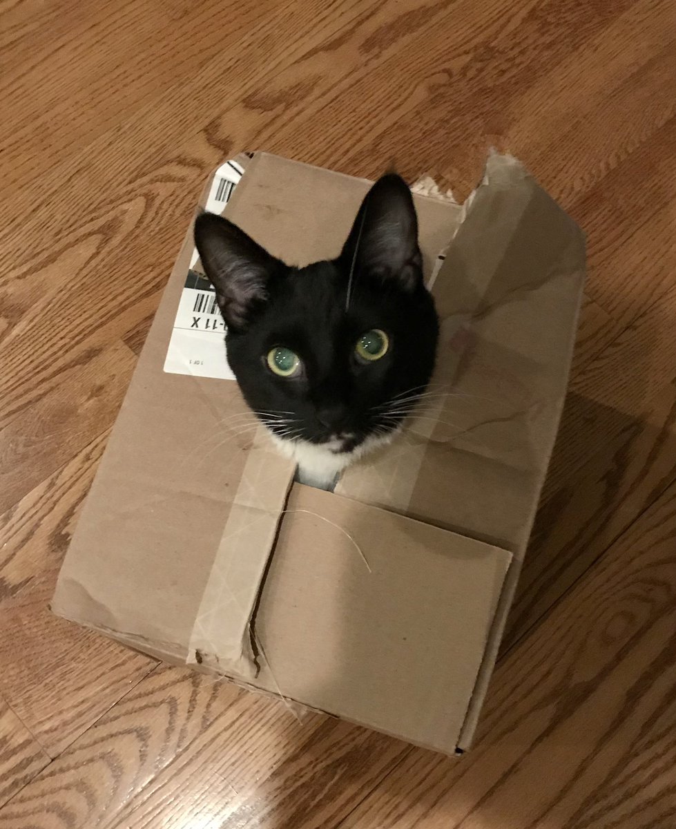 Shadow41369867's tweet photo. Let’s keep all the boxes! #CatsOfTwitter #catboxsunday https://t.co/BQwp0o9llQ